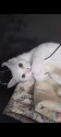 /public_uploads/items_thumbs/thumb_1787391184_6a896cd09f954-scaled_1000300966.jpg