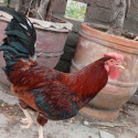 /public_uploads/items_thumbs/thumb_1788148608_6a94fb8031275-scaled_174688.jpg
