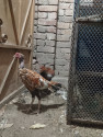 /public_uploads/items_thumbs/thumb_1788233114_6a96459a86fb4-scaled_152726.jpg
